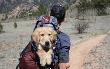 Our furry friends and faithful companions